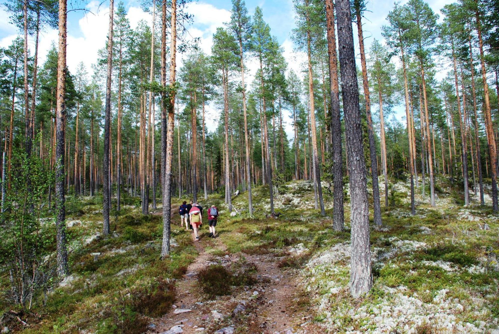16 - Fulufjellets Nasjonalparker - Natur-, Dyre- Og Fugleopplevelser Ljørdal Εξωτερικό φωτογραφία