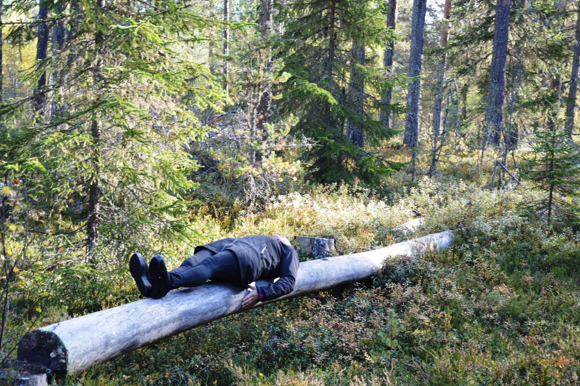 16 - Fulufjellets Nasjonalparker - Natur-, Dyre- Og Fugleopplevelser Ljørdal Εξωτερικό φωτογραφία