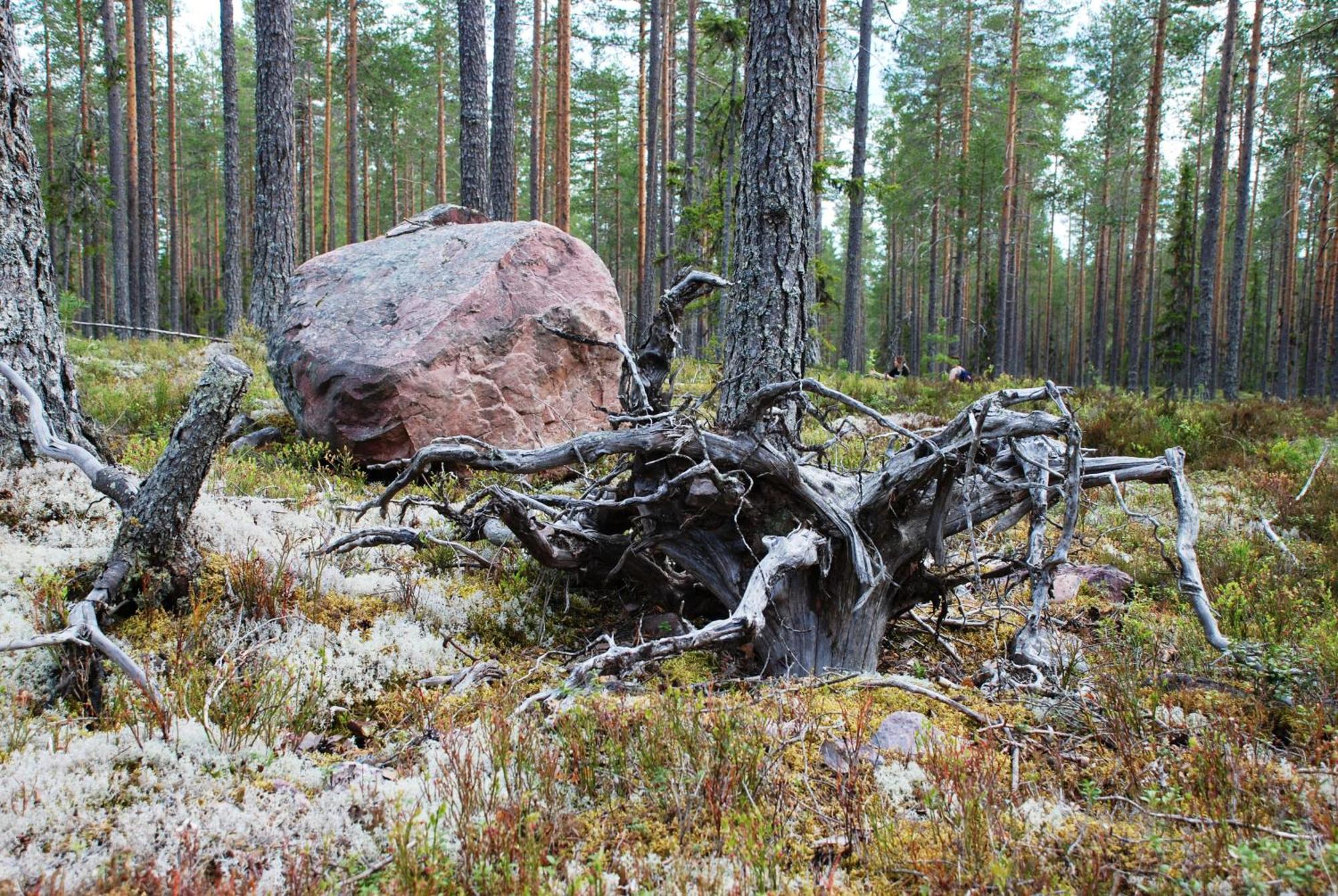 16 - Fulufjellets Nasjonalparker - Natur-, Dyre- Og Fugleopplevelser Ljørdal Εξωτερικό φωτογραφία