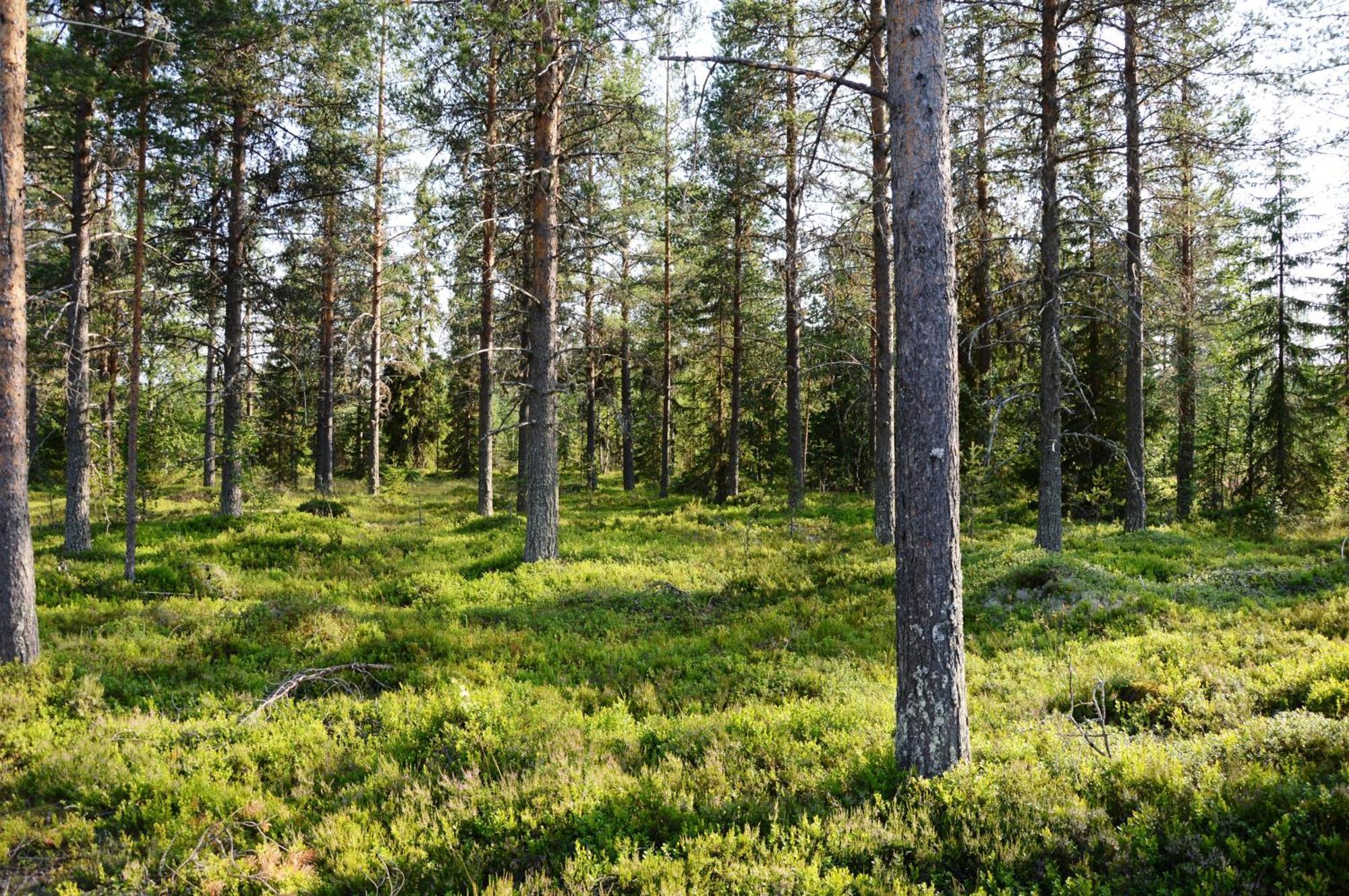 16 - Fulufjellets Nasjonalparker - Natur-, Dyre- Og Fugleopplevelser Ljørdal Εξωτερικό φωτογραφία