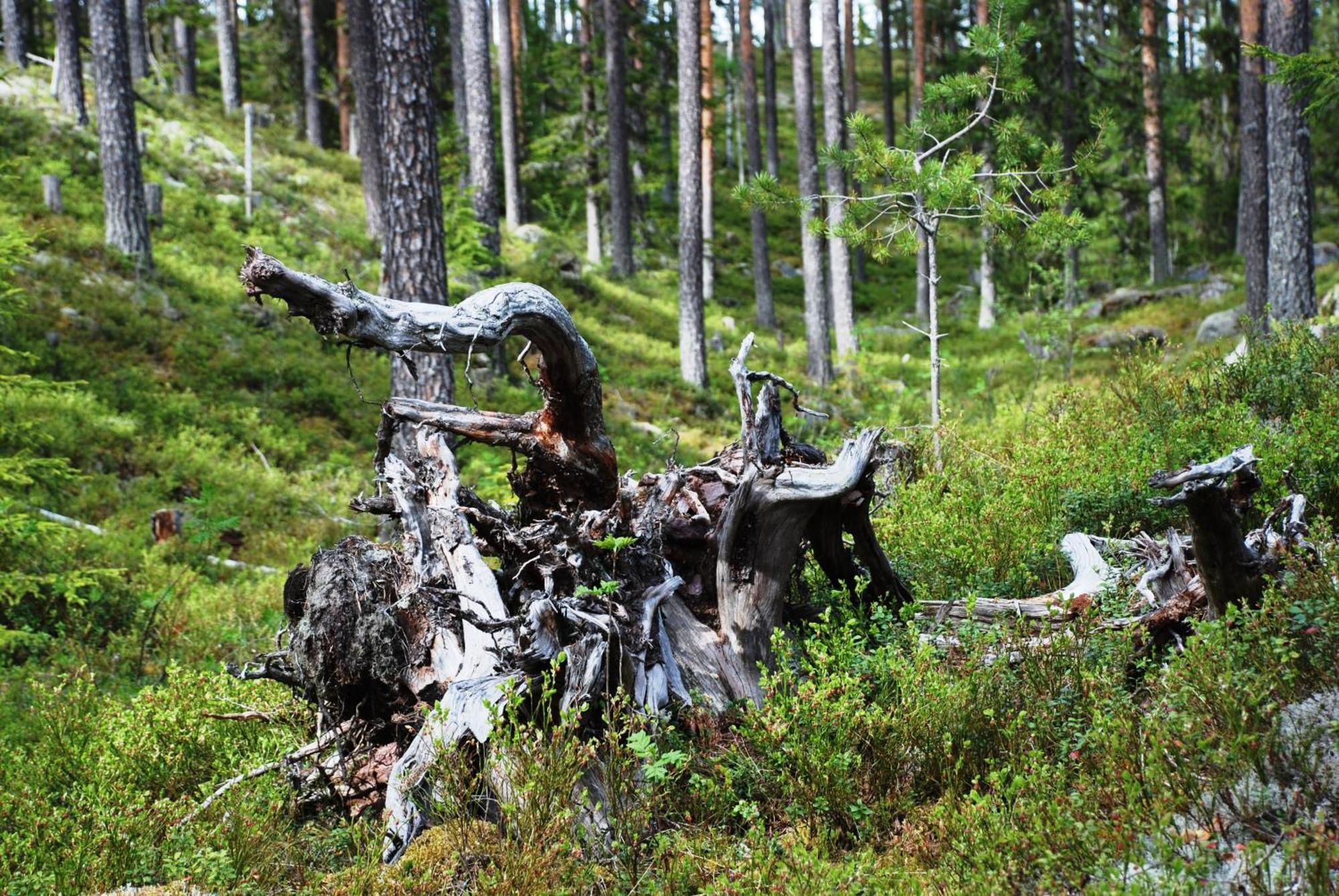 16 - Fulufjellets Nasjonalparker - Natur-, Dyre- Og Fugleopplevelser Ljørdal Εξωτερικό φωτογραφία