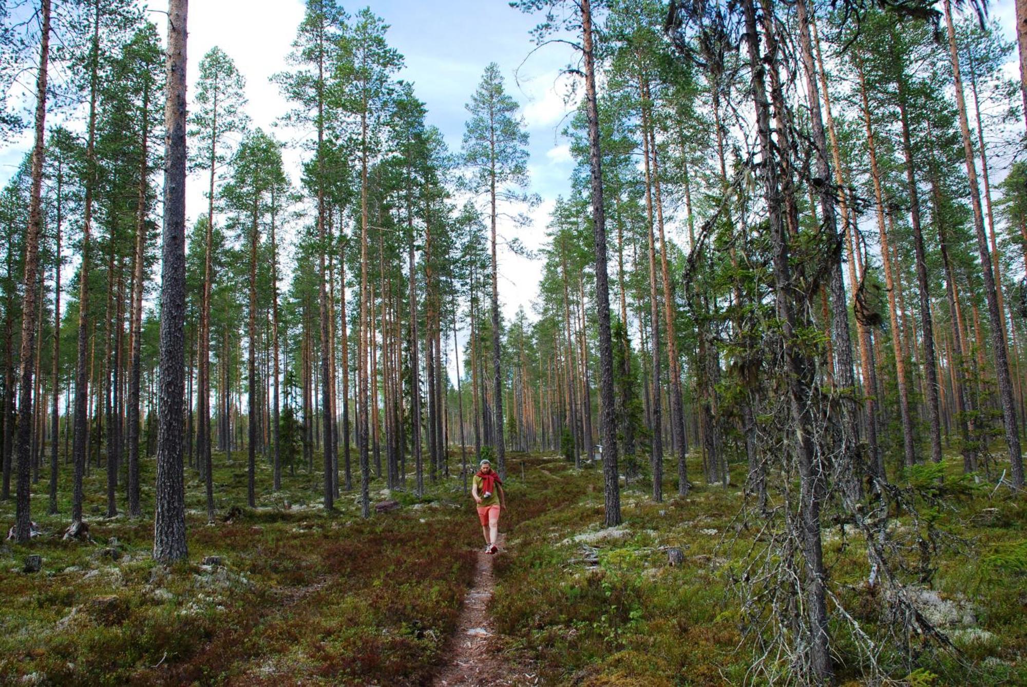 16 - Fulufjellets Nasjonalparker - Natur-, Dyre- Og Fugleopplevelser Ljørdal Εξωτερικό φωτογραφία